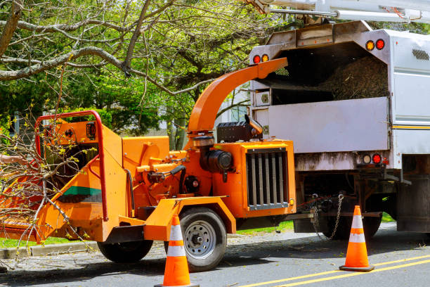 Best Lawn Drainage Solutions  in Folsom, NJ