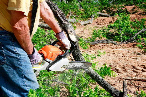 Best Fruit Tree Pruning  in Folsom, NJ